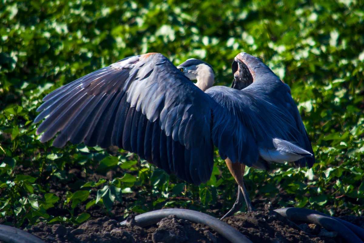 Great Blue Heron - ML620765015