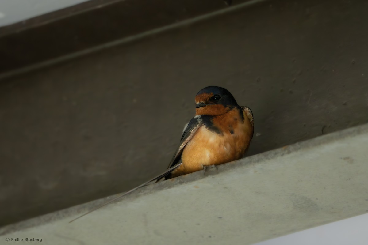 Barn Swallow - ML620765016