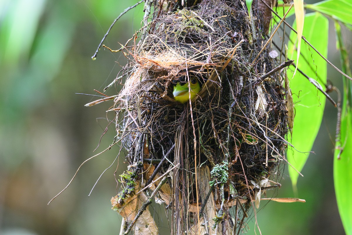 Long-tailed Broadbill - ML620765018