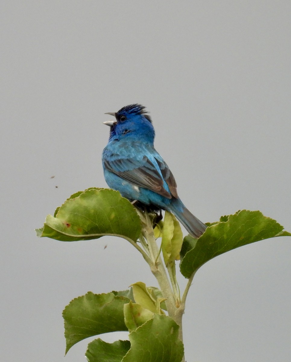 Indigo Bunting - ML620765021