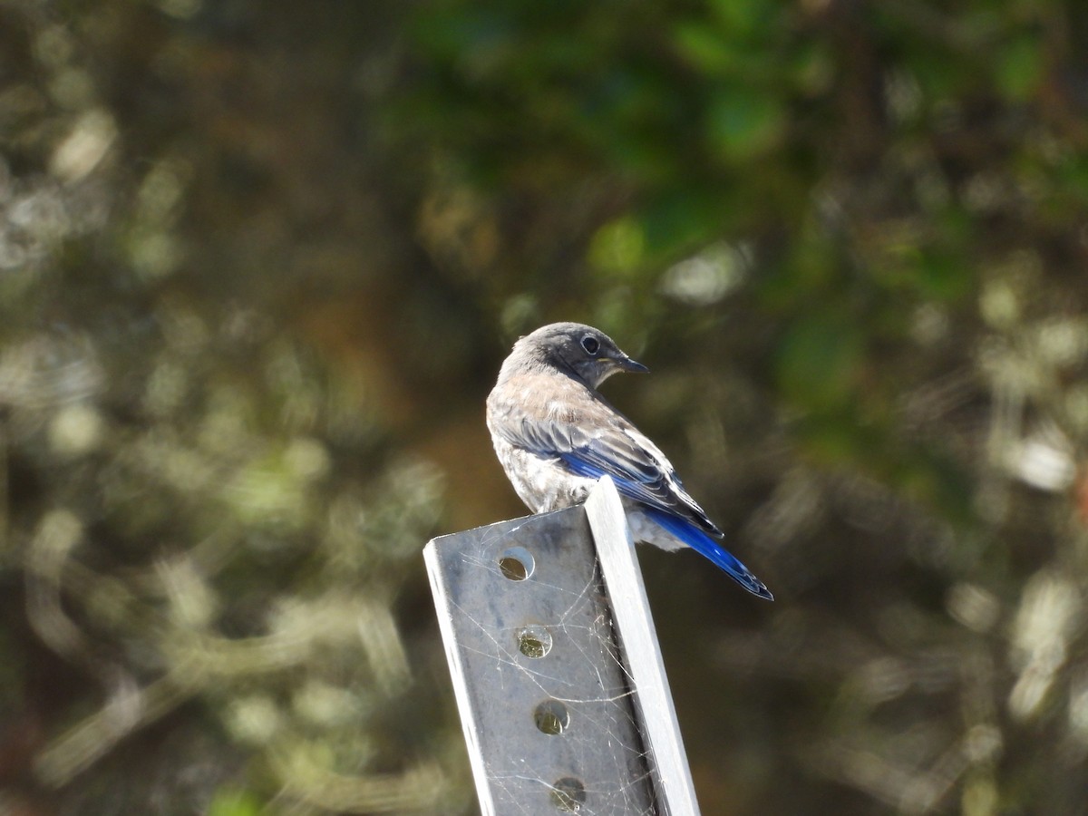 Western Bluebird - ML620765023