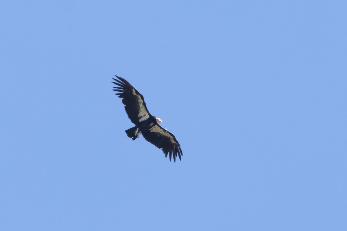 California Condor - ML620765025