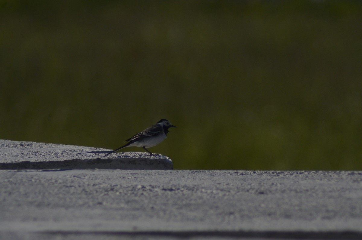 White Wagtail - Nina Faddeeva