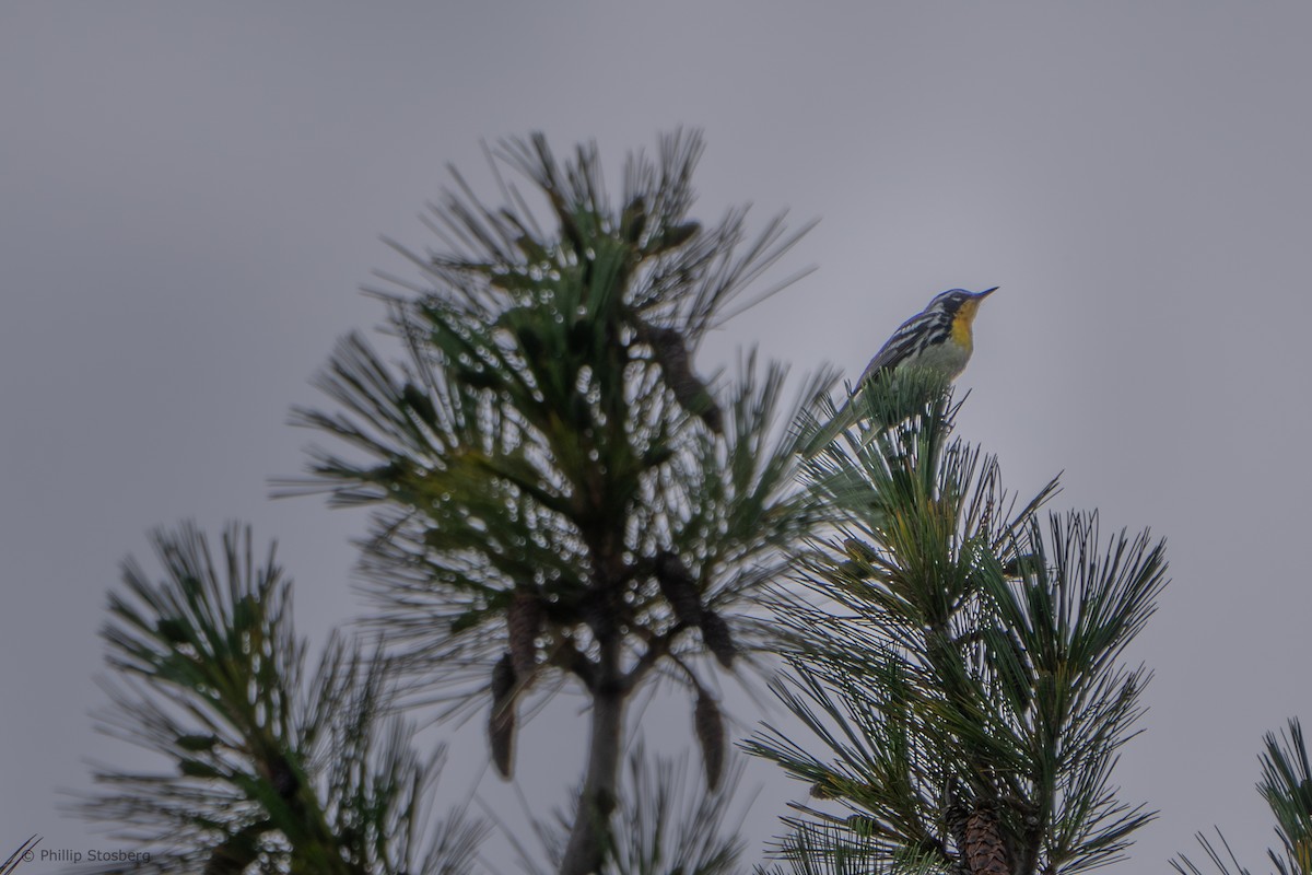 Yellow-throated Warbler - ML620765028