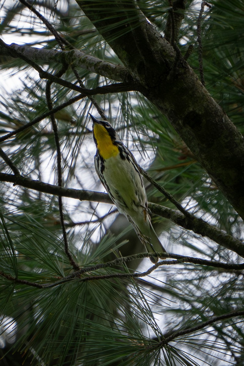 Yellow-throated Warbler - ML620765030