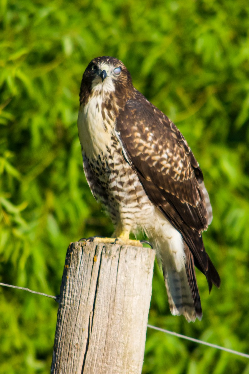 Red-tailed Hawk - ML620765032