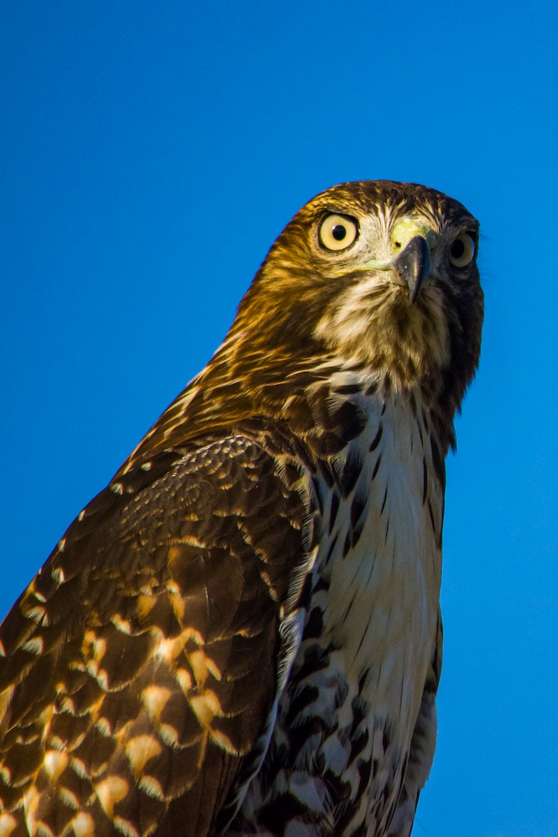 Red-tailed Hawk - ML620765033