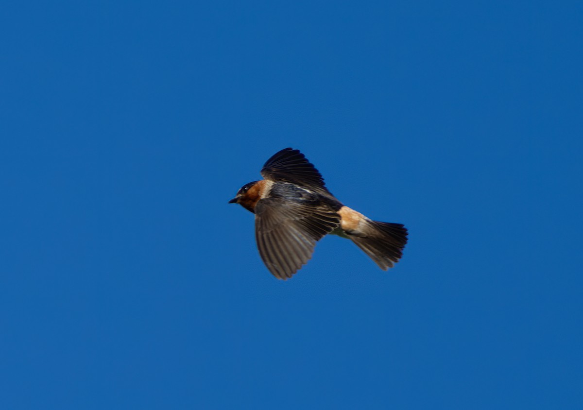 Cliff Swallow - ML620765034