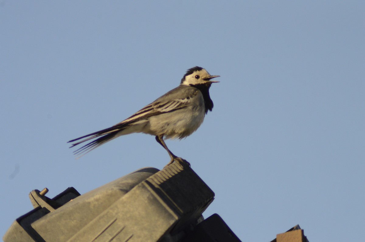 White Wagtail - ML620765036