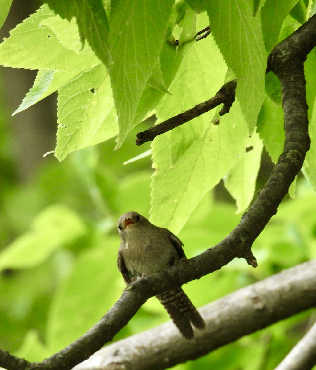 House Wren - ML620765045