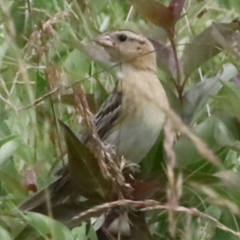 Bobolink - ML620765047