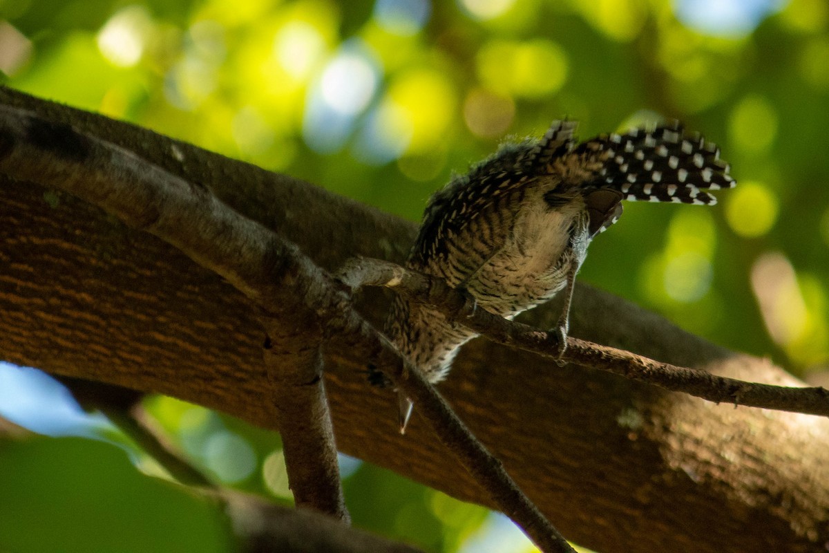 Batará Barrado (grupo doliatus) - ML620765048