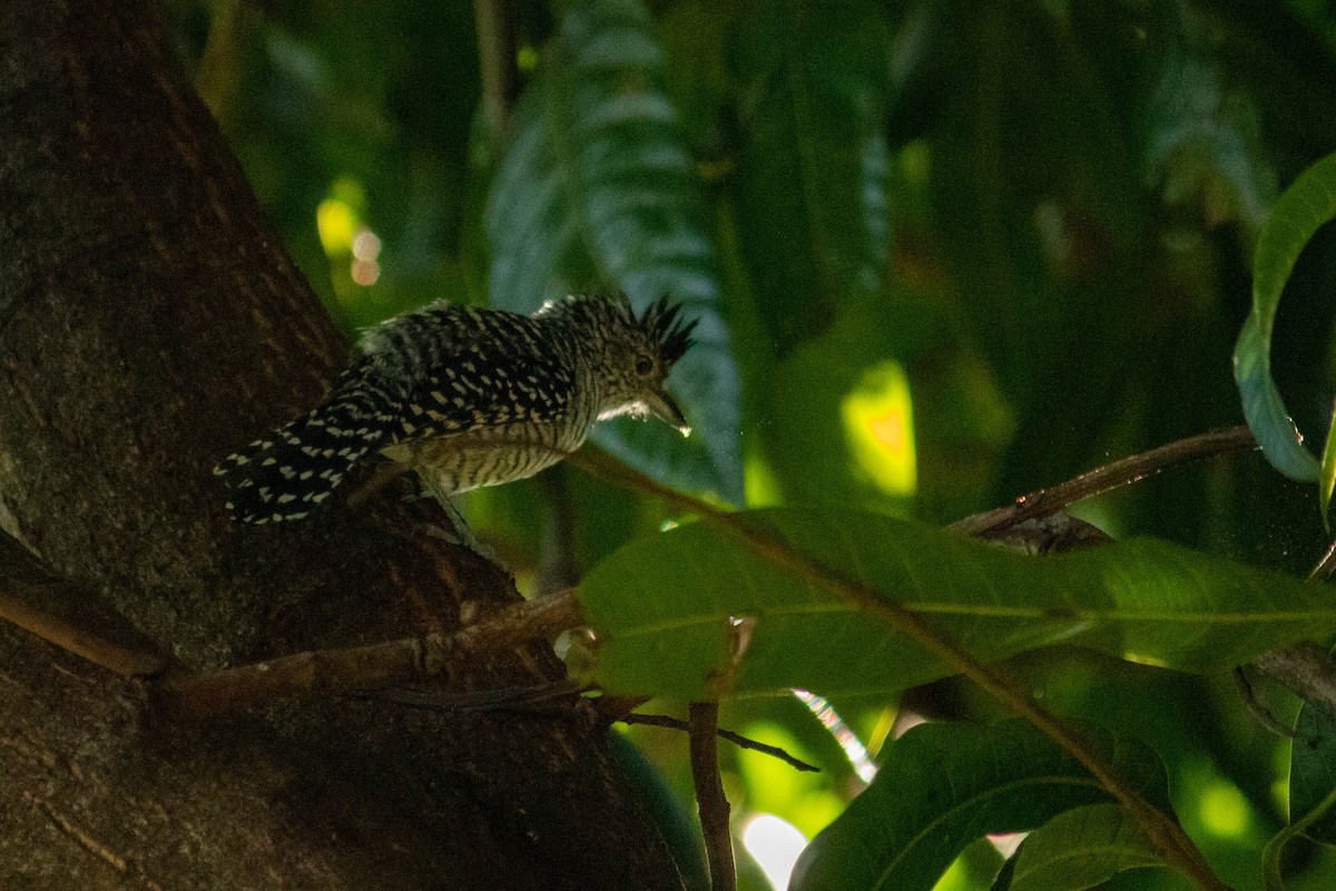 Batará Barrado (grupo doliatus) - ML620765051