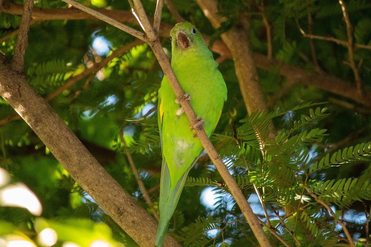 Yellow-chevroned Parakeet - ML620765055