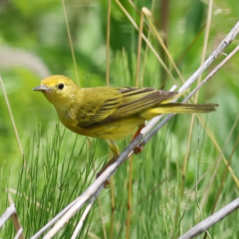 Paruline jaune - ML620765065