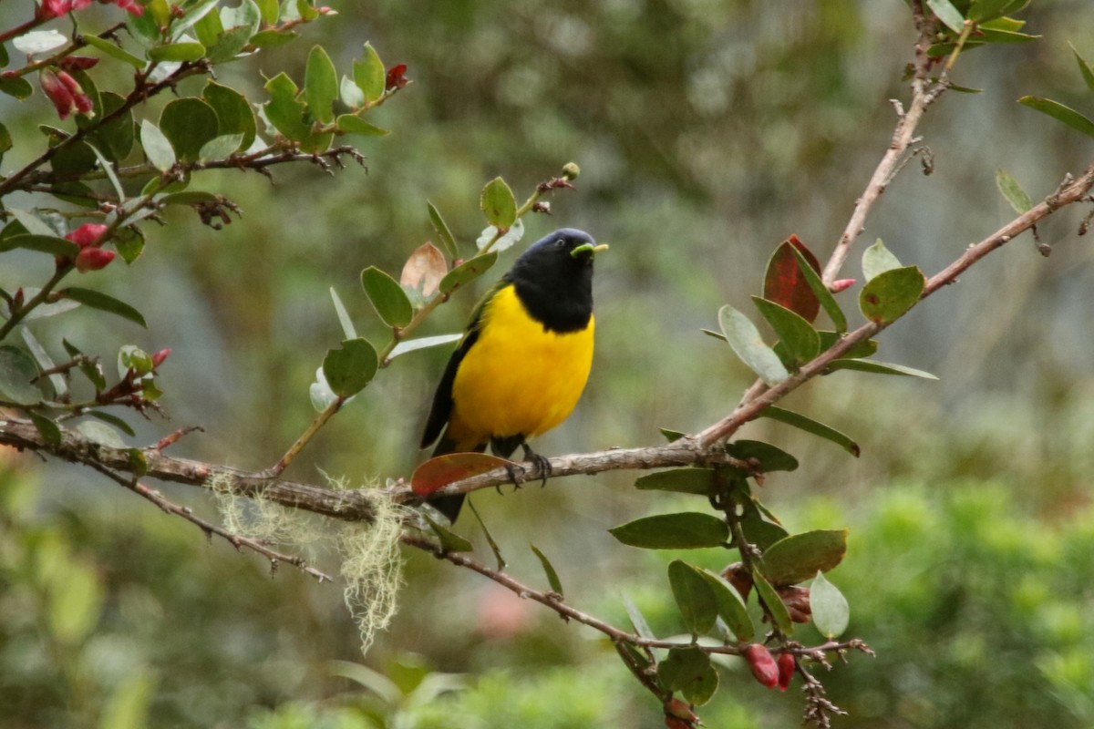 Black-chested Mountain Tanager - ML620765070