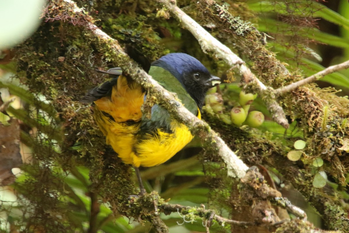 Black-chested Mountain Tanager - ML620765071