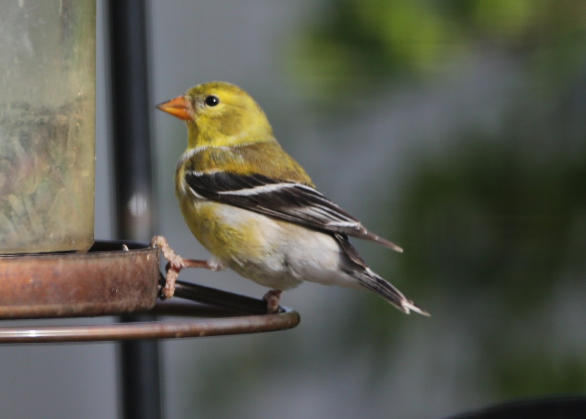 American Goldfinch - Linda Dalton