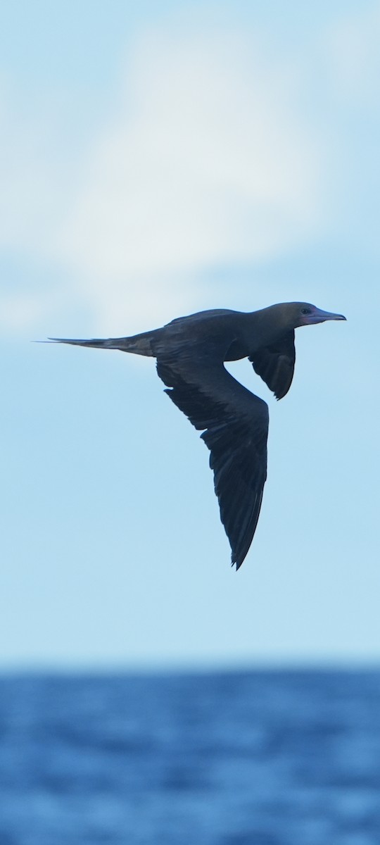 Red-footed Booby - ML620765076