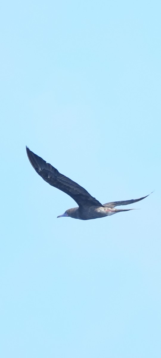 Red-footed Booby - ML620765077