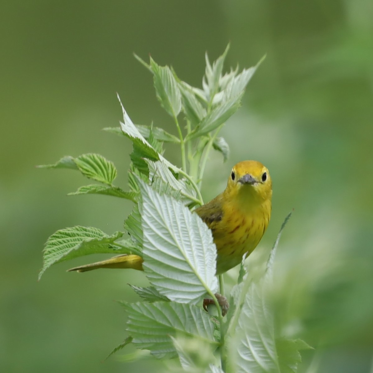 Paruline jaune - ML620765080