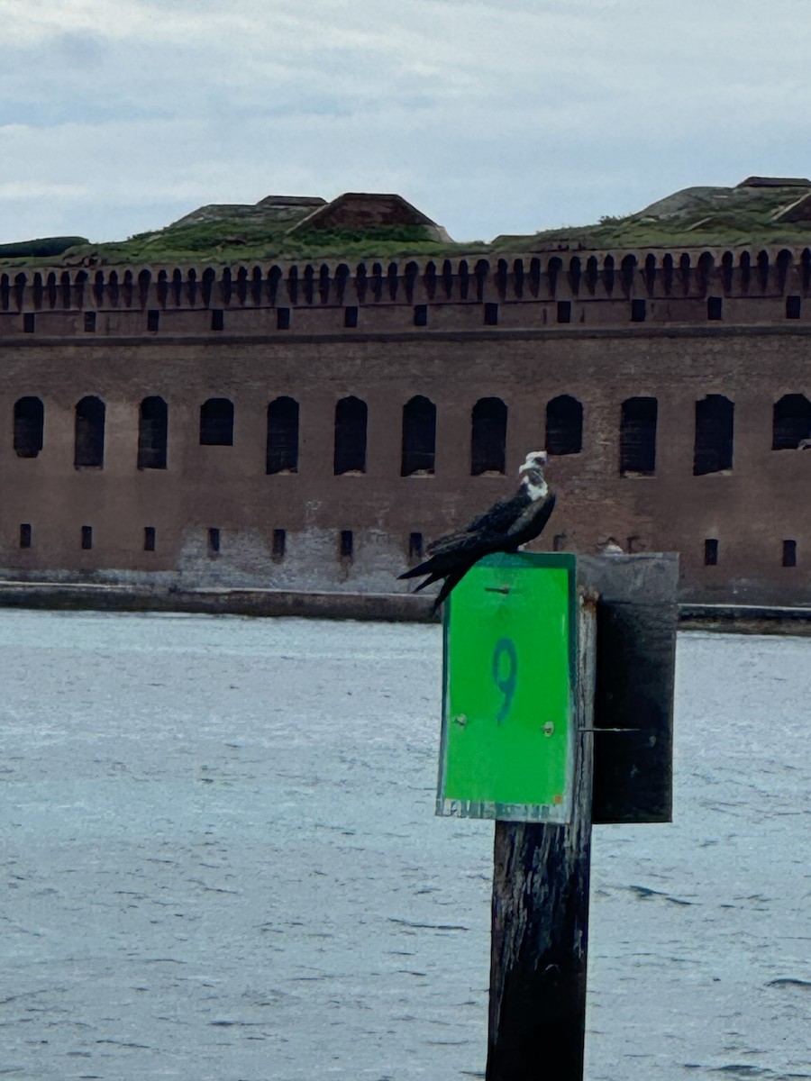 Magnificent Frigatebird - ML620765096