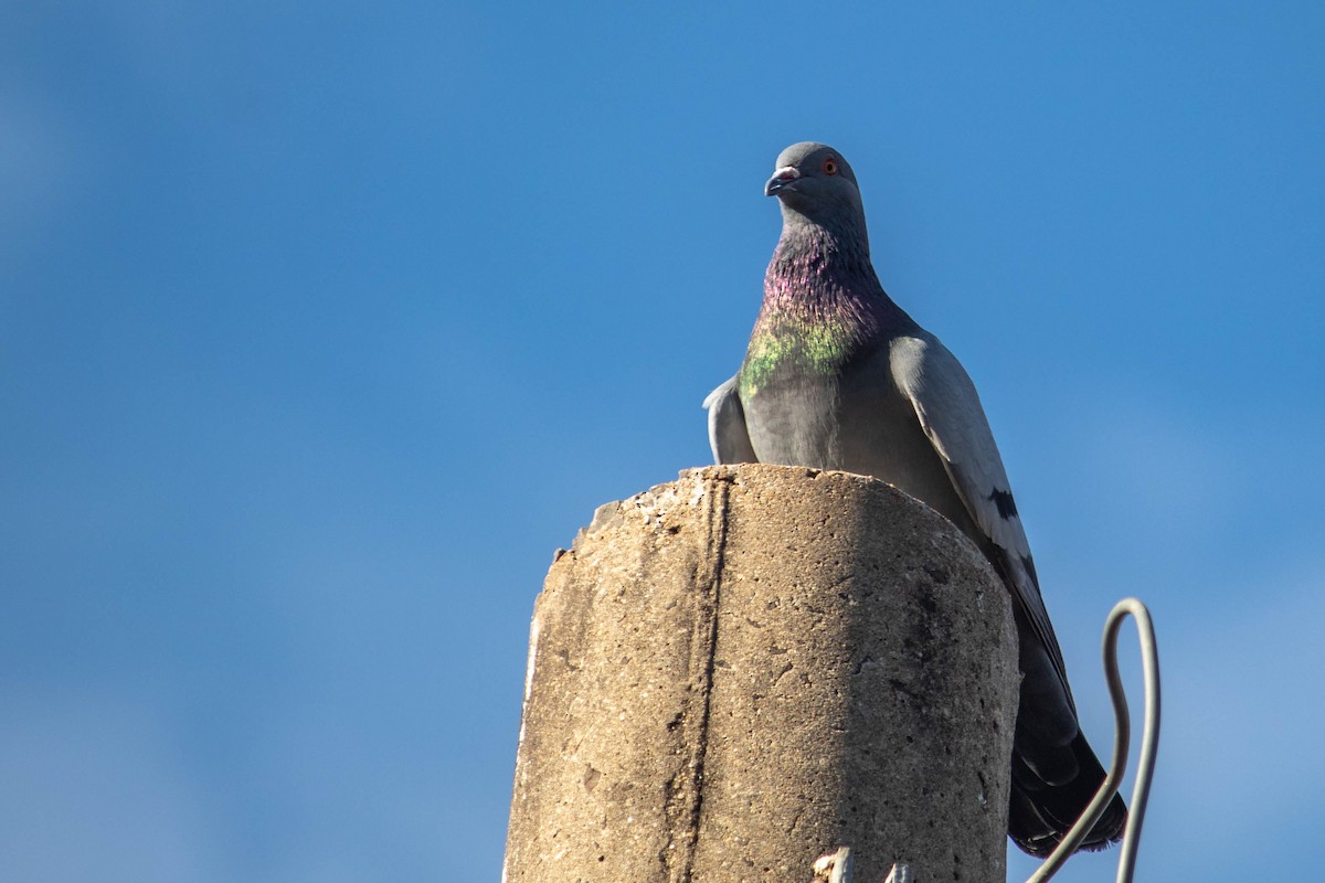 Rock Pigeon (Feral Pigeon) - ML620765107