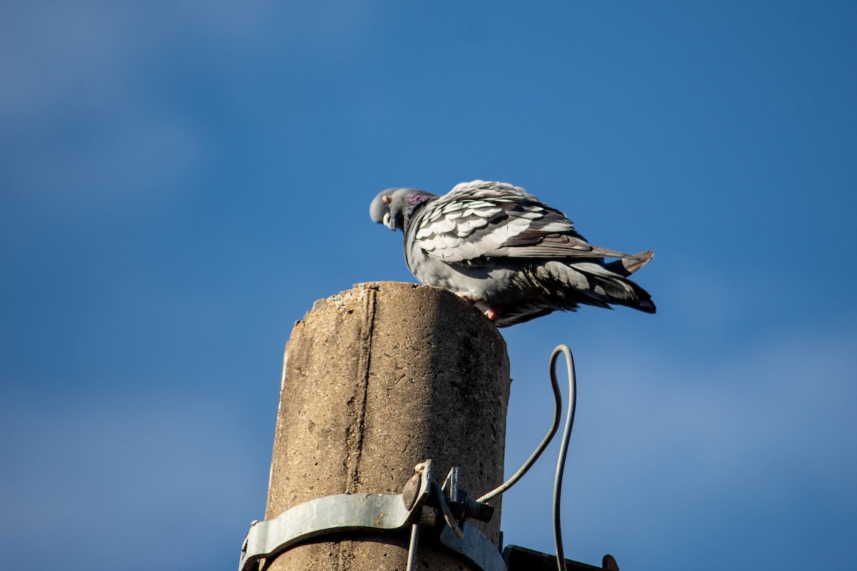 Rock Pigeon (Feral Pigeon) - ML620765108