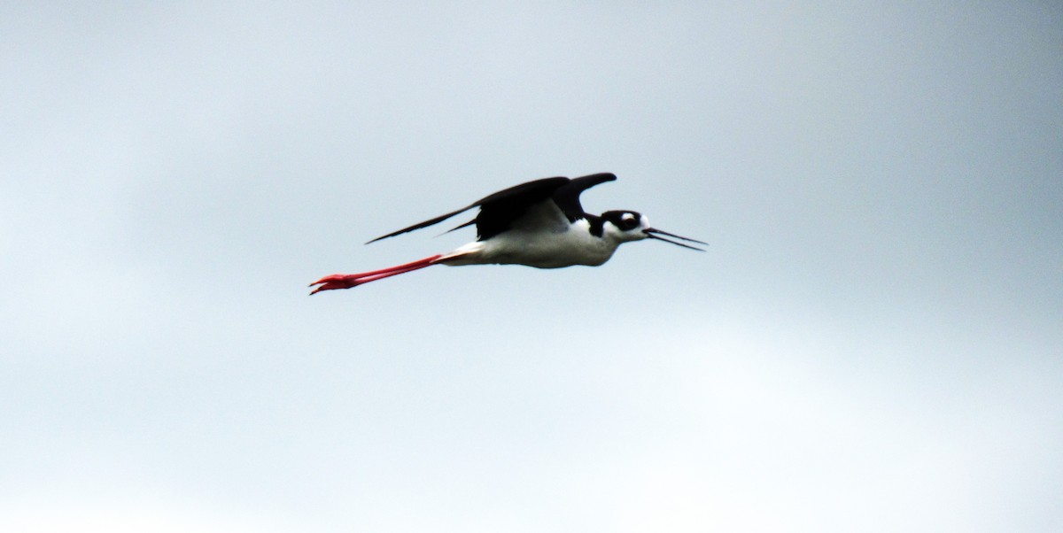 Black-necked Stilt - ML620765111