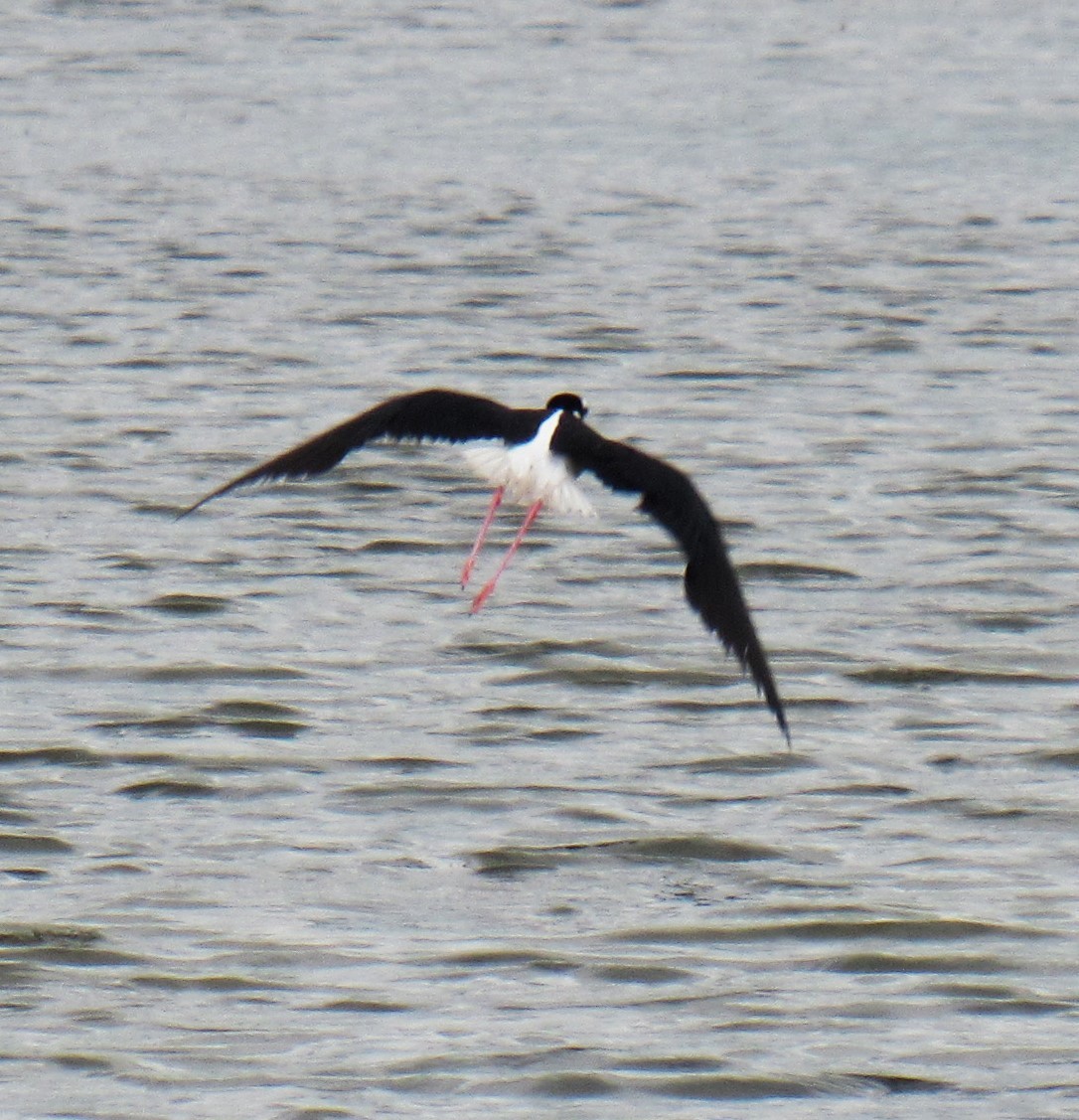 Black-necked Stilt - ML620765116