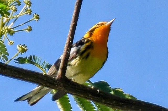 Blackburnian Warbler - ML620765117