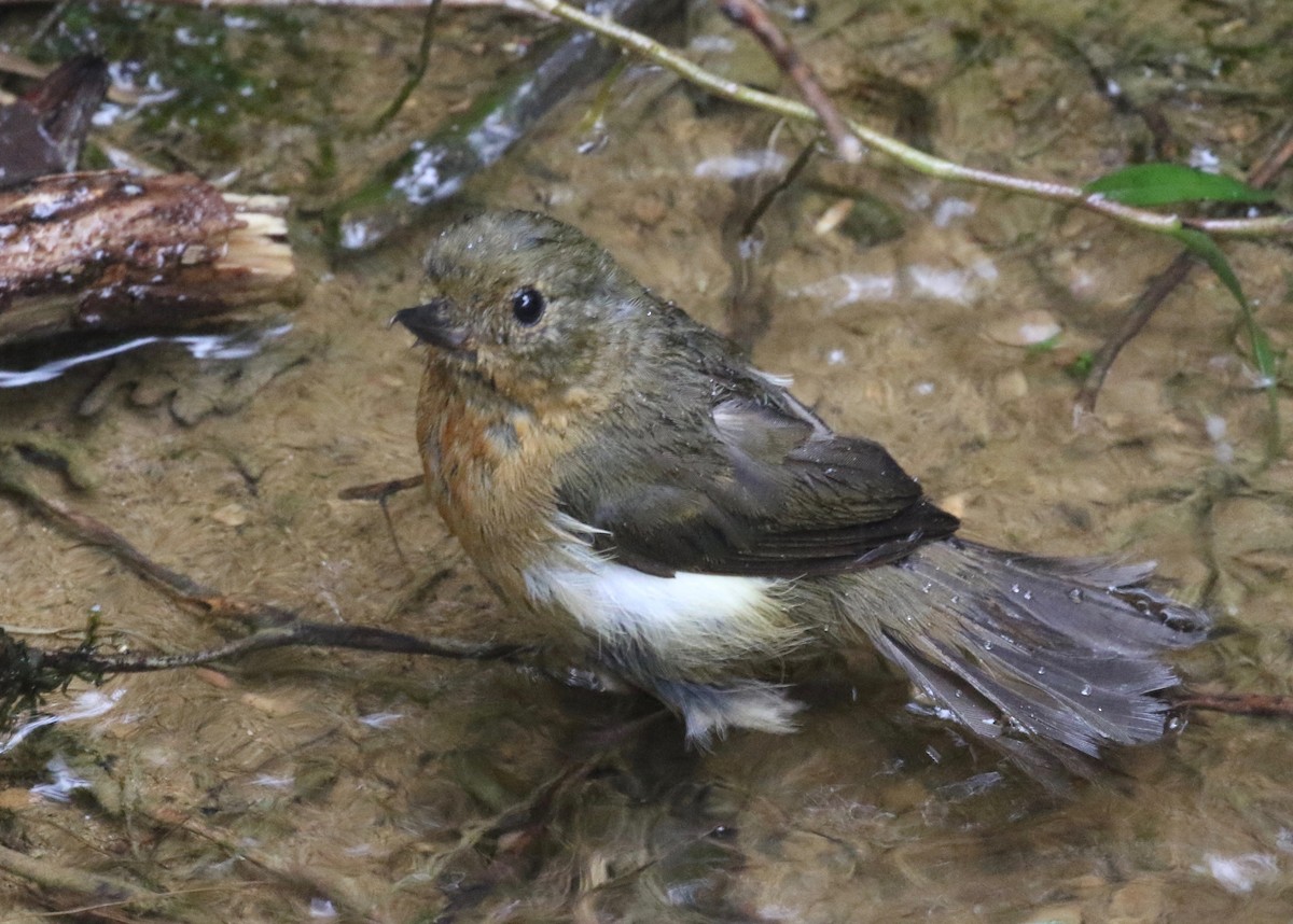 White-sided Flowerpiercer - ML620765123