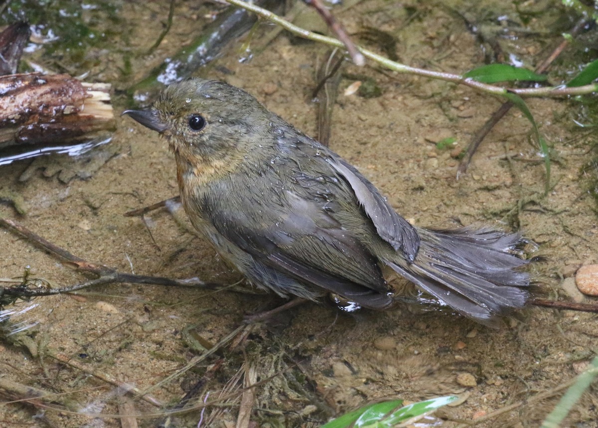 White-sided Flowerpiercer - ML620765124