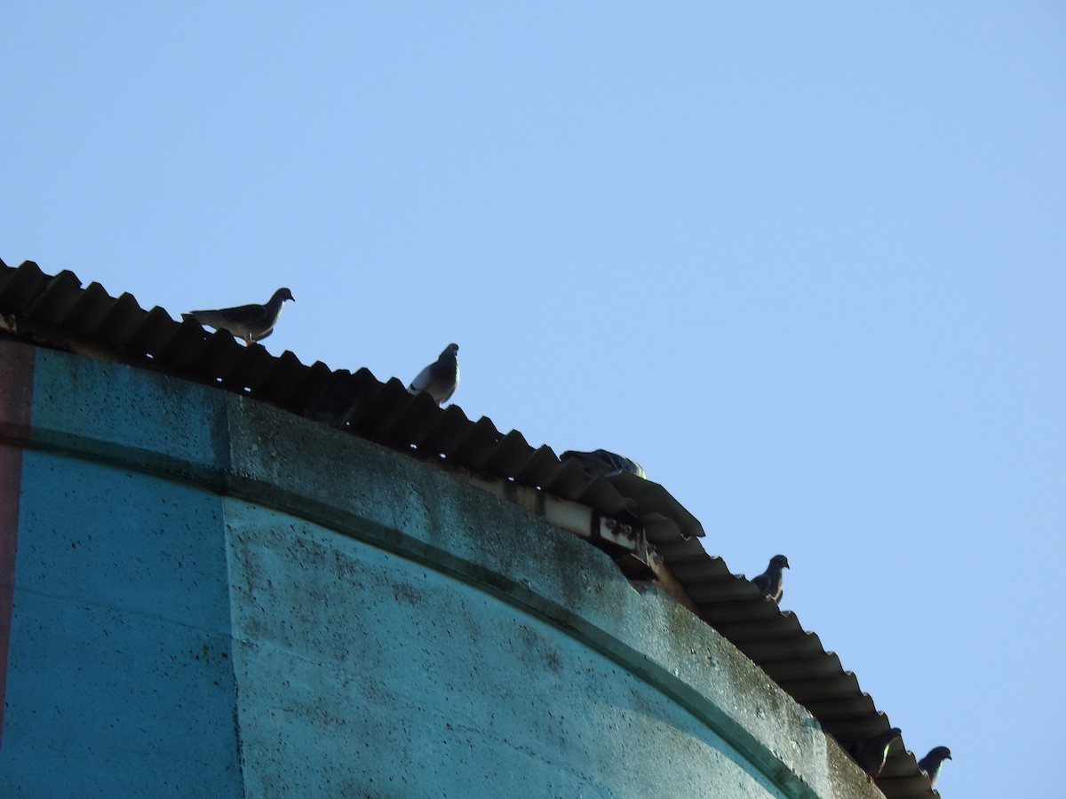 Rock Pigeon (Feral Pigeon) - ML620765132