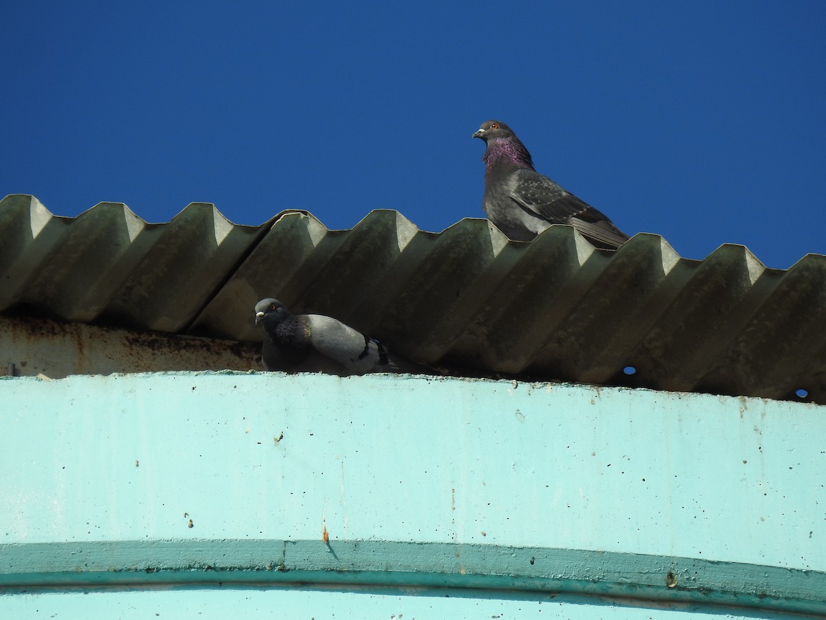 Rock Pigeon (Feral Pigeon) - ML620765133