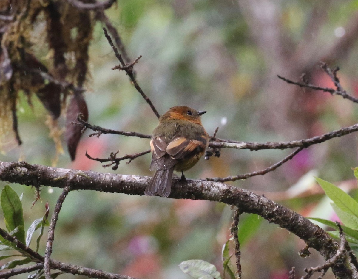 Cinnamon Flycatcher (Andean) - ML620765135