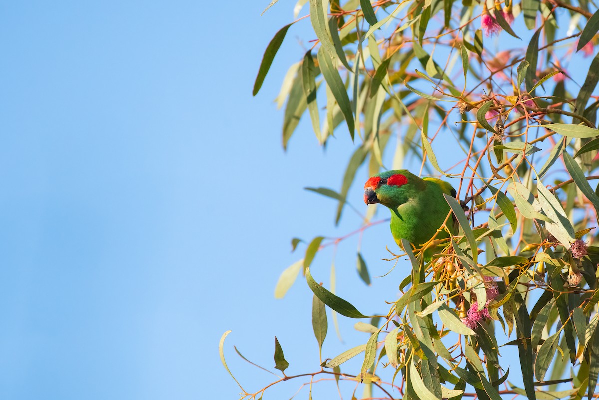 Musk Lorikeet - ML620765136