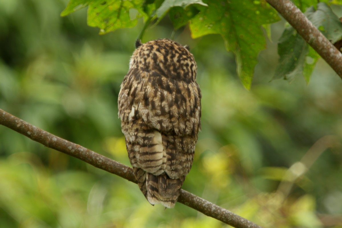 Striped Owl - ML620765139