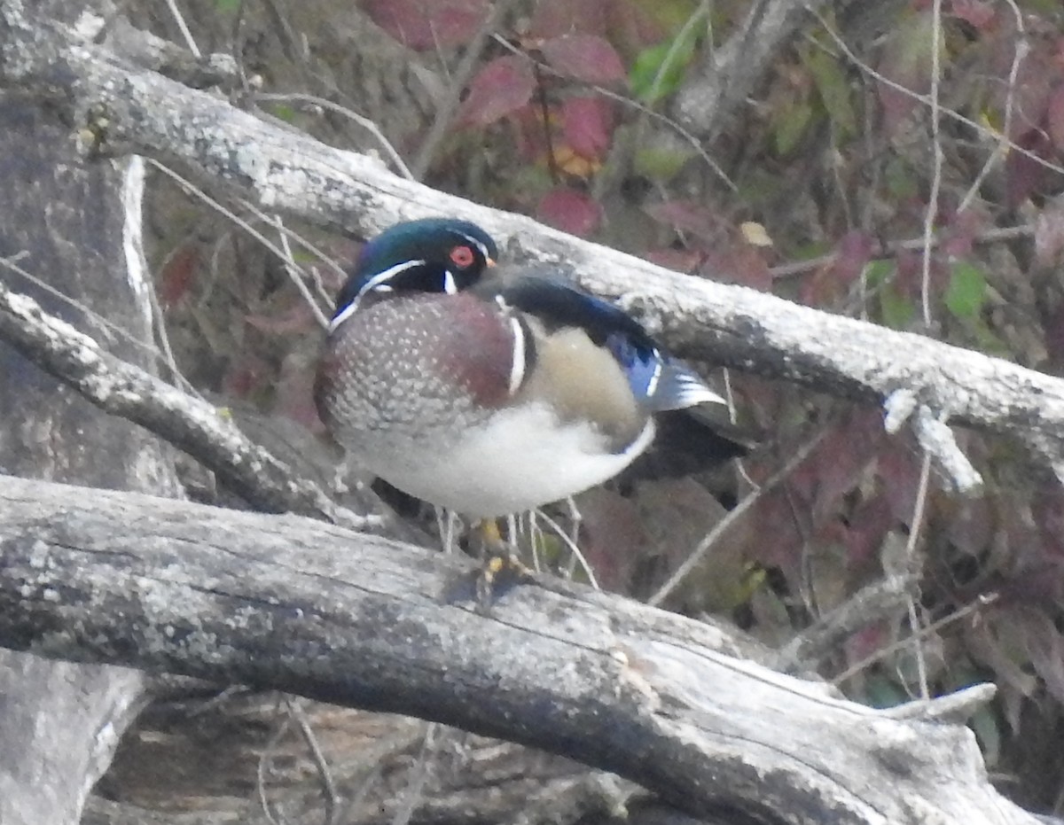 Wood Duck - ML620765141