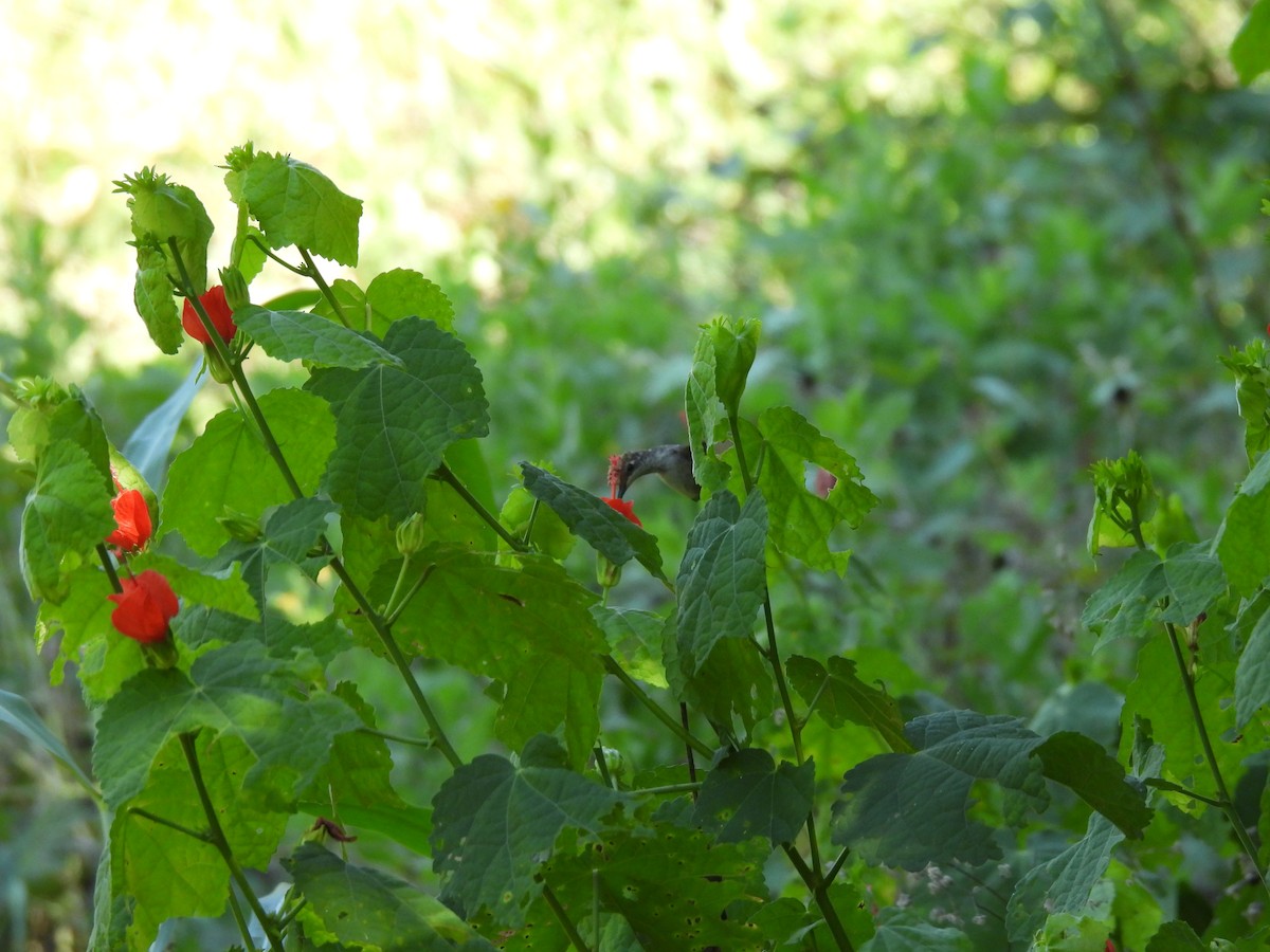 Black-chinned Hummingbird - ML620765143