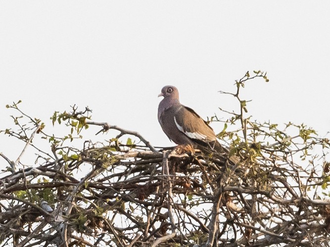 Bare-eyed Pigeon - ML620765145