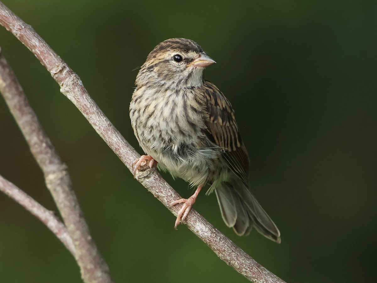 Chipping Sparrow - ML620765149