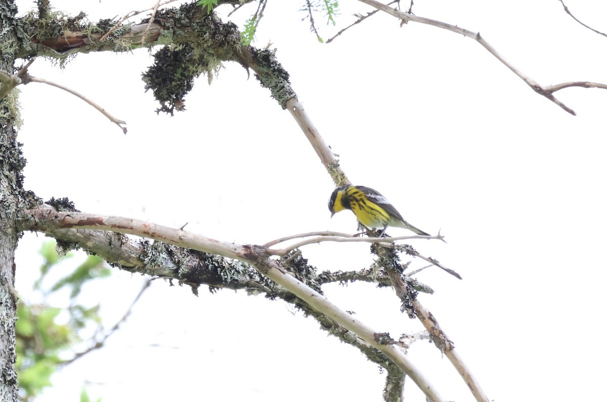 Magnolia Warbler - ML620765150