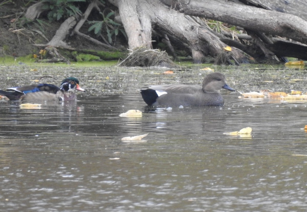 Gadwall - ML620765152