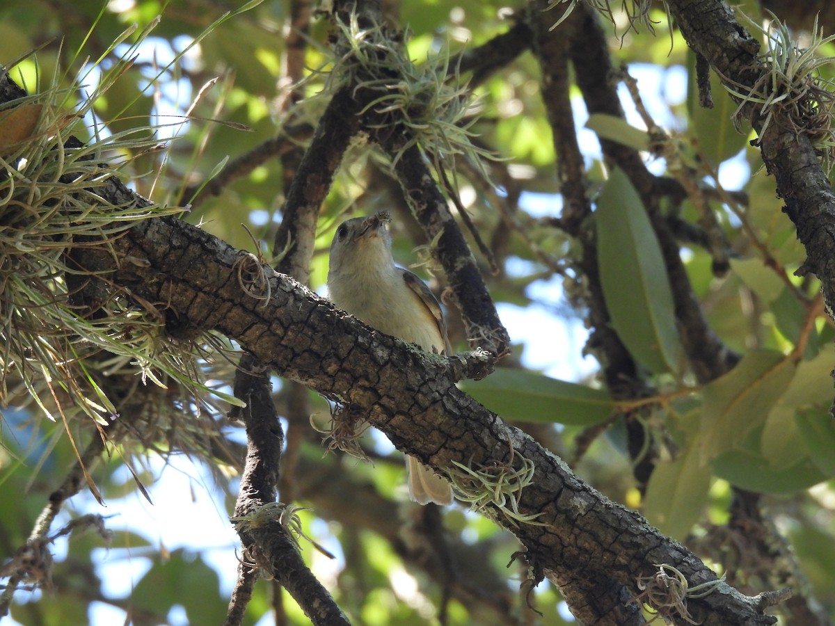 Tufted x Black-crested Titmouse (hybrid) - ML620765155