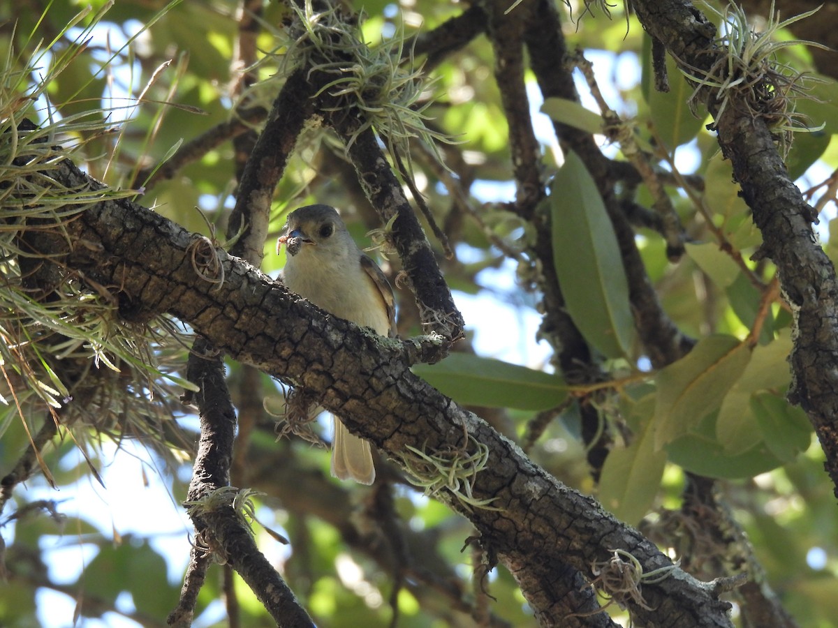 Tufted x Black-crested Titmouse (hybrid) - ML620765156