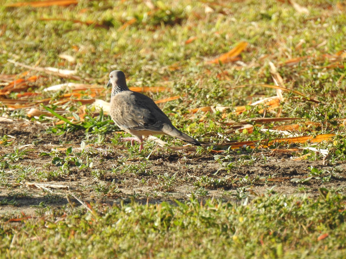 Spotted Dove - ML620765157