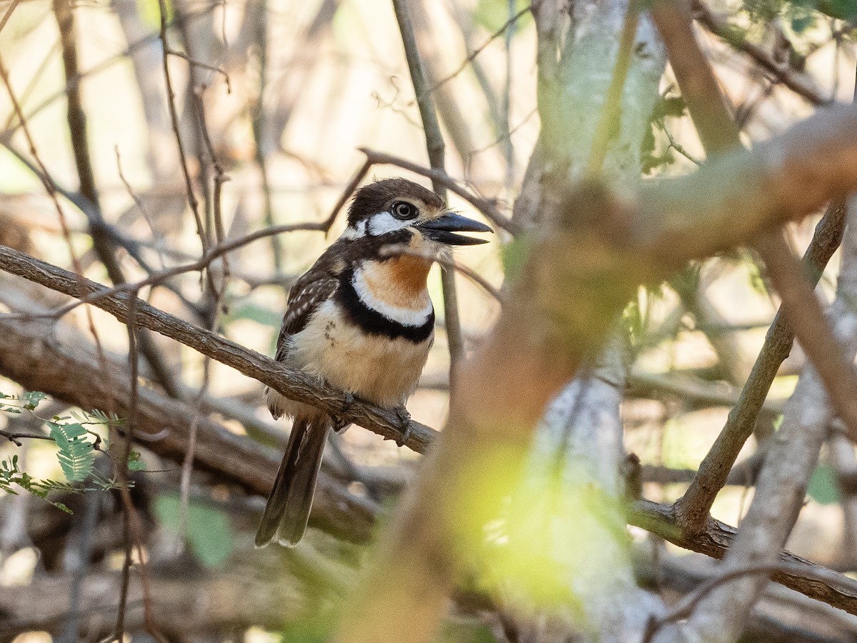 Russet-throated Puffbird - ML620765158