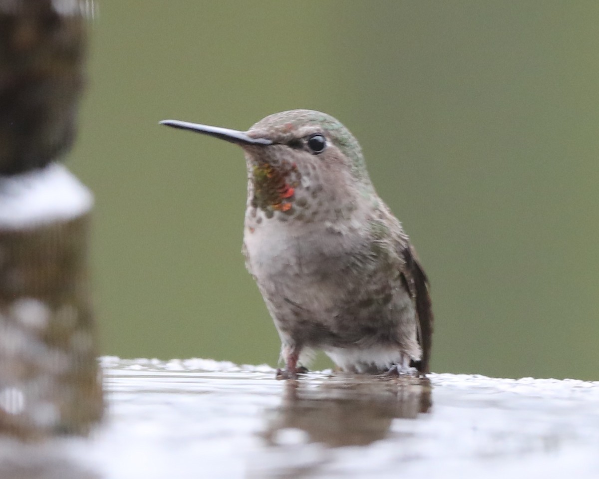 tanımsız Trochilidae sp. - ML620765159