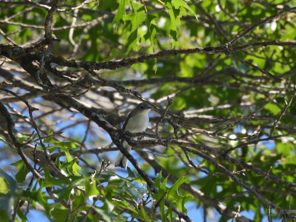 Blue-gray Gnatcatcher - ML620765160